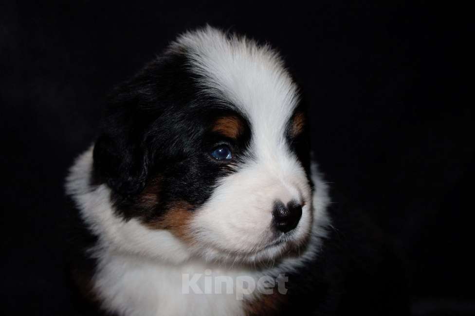Собаки в других городах Московской области: Бернский зенненхунд Девочка, 70 000 руб. - фото 5