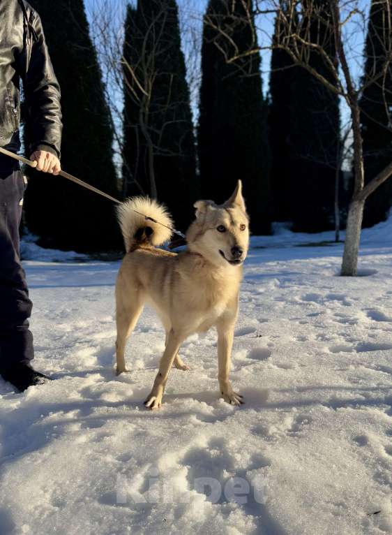 Собаки в других городах Московской области: Собака Карамелька ищет дом Девочка, Бесплатно - фото 6