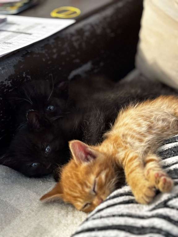 Кошки в Рязани: Котята  в добрые руки Разнополые, Бесплатно - фото 4