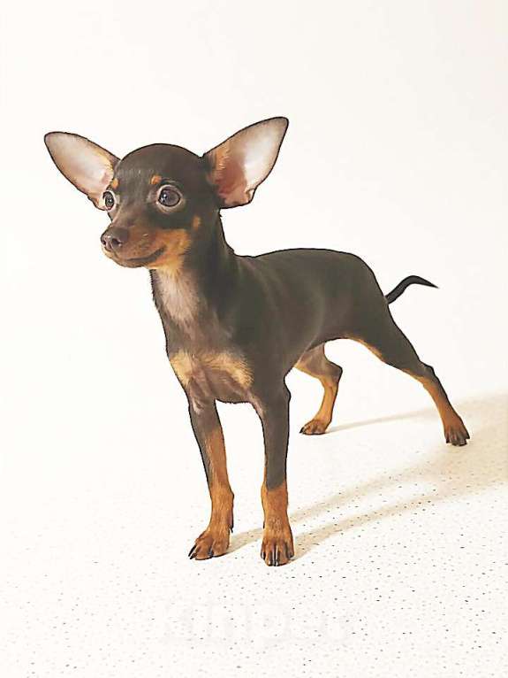 Собаки в Улане-Удэ: Девочка русского тоя с документами Девочка, 35 000 руб. - фото 2