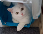 Кошки в Шелехове: Отдам в хорошие руки Девочка, Бесплатно - фото 2