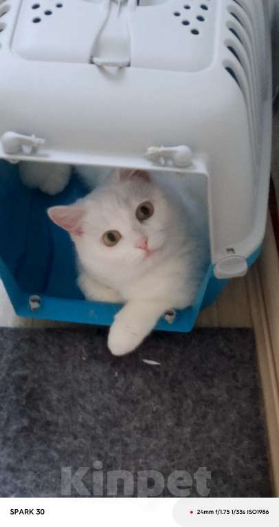 Кошки в Шелехове: Отдам в хорошие руки Девочка, Бесплатно - фото 2