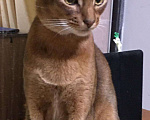 Кошки в Верее: Абиссинский кот. Вязка., 3 000 руб. - фото 2