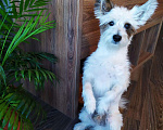 Собаки в Барнауле: Вязка Джек Рассел( Парсон, Бесплатно - фото 1
