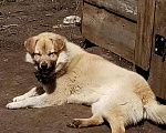 Собаки в Пензе: Отдам даром собаку, 1 руб. - фото 1