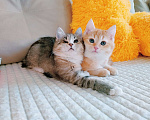 Кошки в Санкт-Петербурге: Котята 2 мес. британец и сибирская в одну семью Мальчик, 200 руб. - фото 2