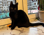 Кошки в Москве: 6 мес черная красавица Багира ищет дом! Девочка, Бесплатно - фото 2