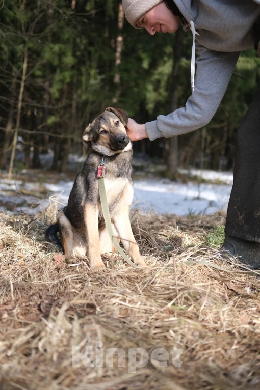Собаки в Москве: Щенок в добрые руки Мальчик, Бесплатно - фото 4