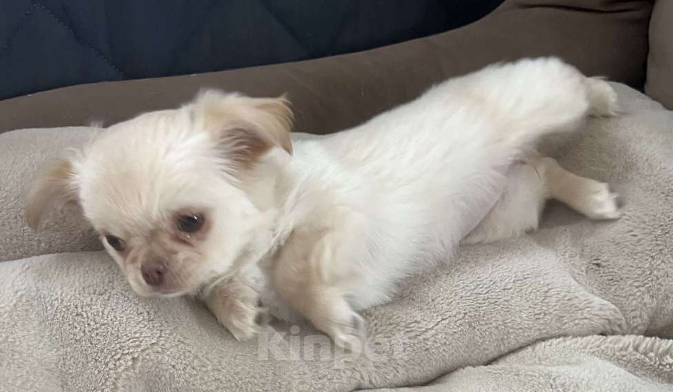 Собаки в Санкт-Петербурге: Щенок чихуахуа, сука Девочка, 50 000 руб. - фото 8