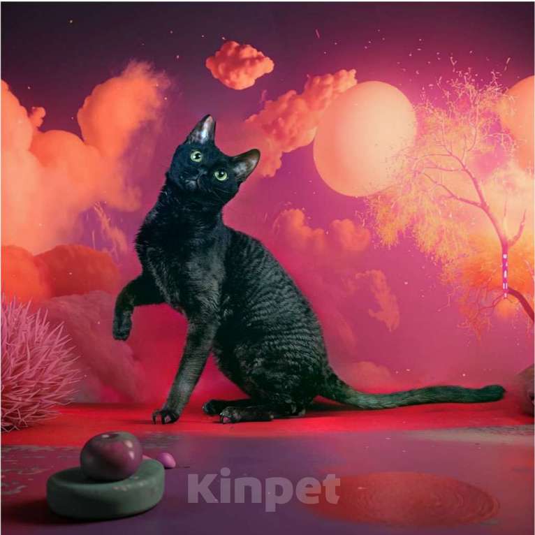 Кошки в Москве: котята рекс Мальчик, Бесплатно - фото 2