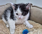 Кошки в Москве: Последний из котяток 💔 И никто не замечает его... Мальчик, Бесплатно - фото 3