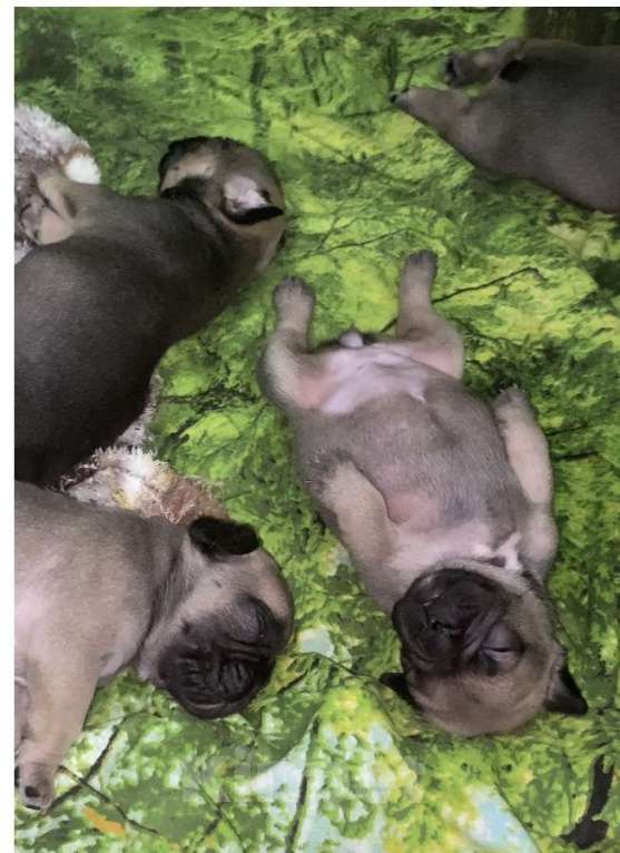 Собаки в Нижнем Новгороде: Щенки французского бульдога в продаже Девочка, 50 000 руб. - фото 2