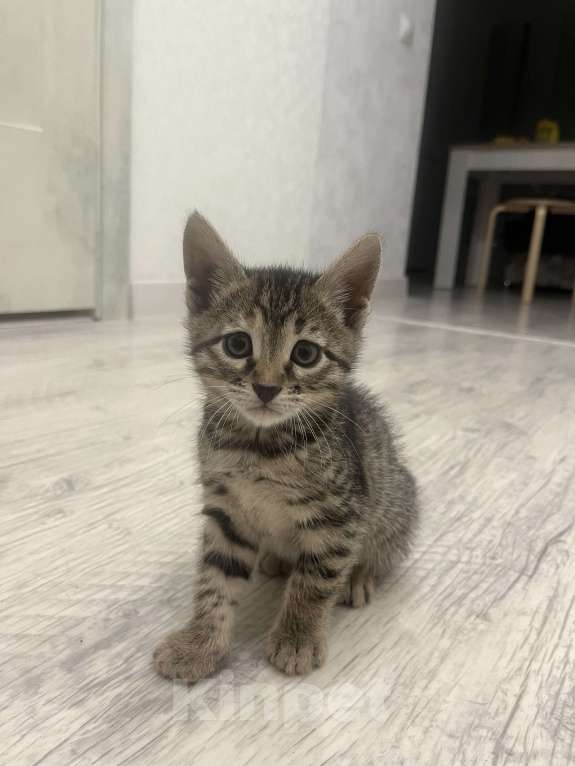 Кошки в Казани: Бенгальский котенок Девочка, 15 000 руб. - фото 2