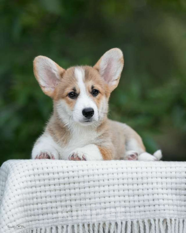 Собаки в Ростове-на-Дону: Девочки подрощенные вельш корги пемброк Девочка, 50 000 руб. - фото 6