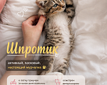 Кошки в Санкт-Петербурге: 🐾 Три маленьких сердца ищут свой дом Мальчик, Бесплатно - фото 2