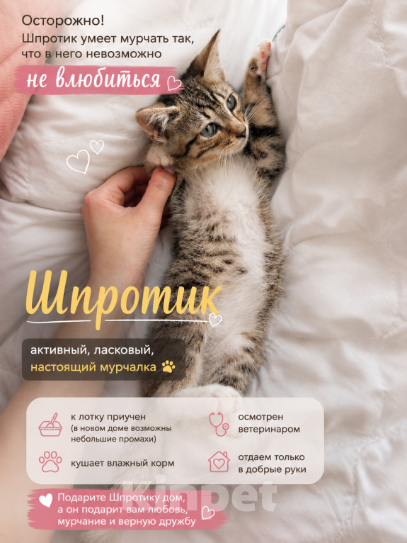 Кошки в Санкт-Петербурге: 🐾 Три маленьких сердца ищут свой дом Мальчик, Бесплатно - фото 2