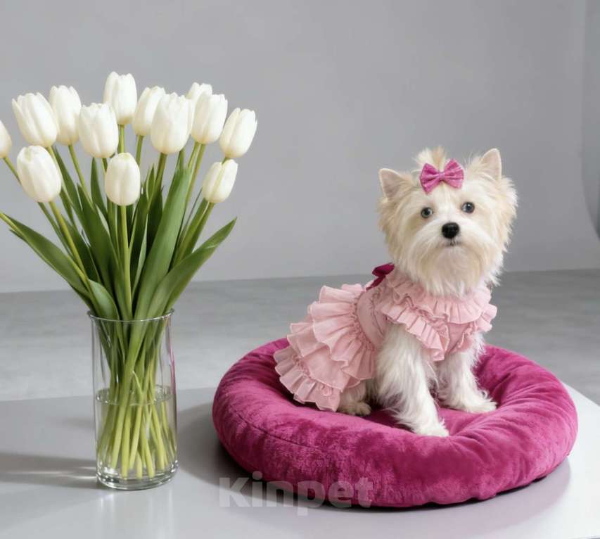 Собаки в Москве: Белый йорк с голубыми глазами девочка подрощенная Девочка, 130 000 руб. - фото 4