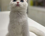 Кошки в Москве: Девочка вислоухая в белом окрасе с голубыми глазами. Девочка, 50 000 руб. - фото 2