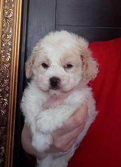 Щенки мальтипу