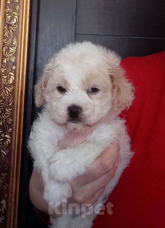 Собаки в Ярославле: Щенки мальтипу Мальчик, 53 000 руб. - фото 1