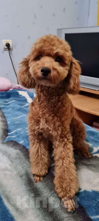 Собаки в Москве: Продам собаку Мальчик, 70 000 руб. - фото 2