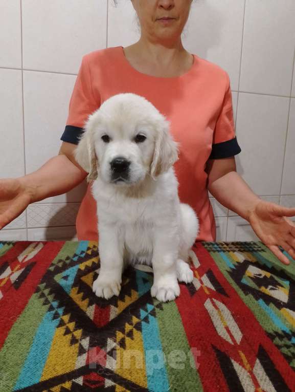 Собаки в Москве: Высокопородные щенки золотистого ретривера  Девочка, Бесплатно - фото 4