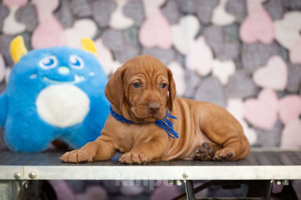 Собаки в Москве: Выжлы малыши Девочка, Бесплатно - фото 1