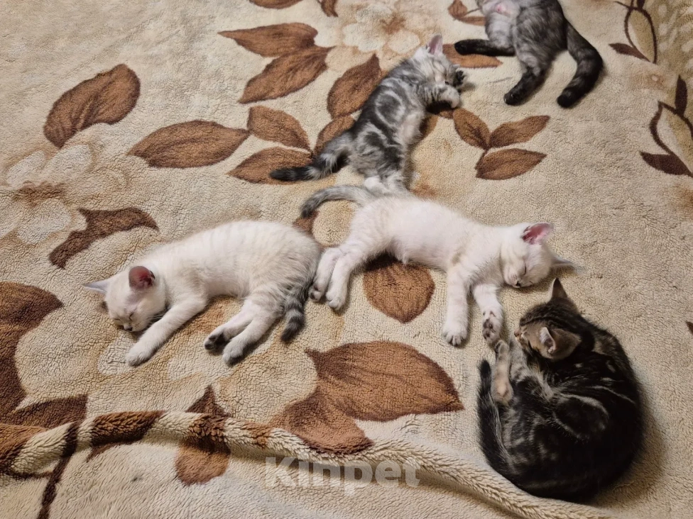Кошки в Дедовске: Котята ,мальчики ,в добрые руки Мальчик, Бесплатно - фото 9