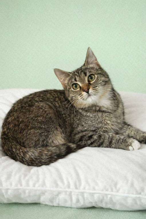 Кошки в Москве: Котята в добрые руки Разнополые, Бесплатно - фото 5