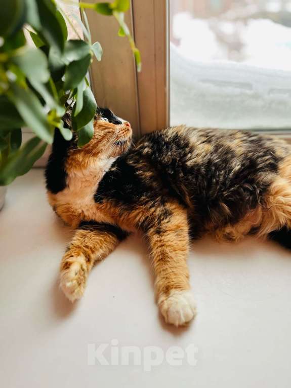 Кошки в Новосибирске: Кошка трехцветная в хорошие руки! Девочка, 5 руб. - фото 3