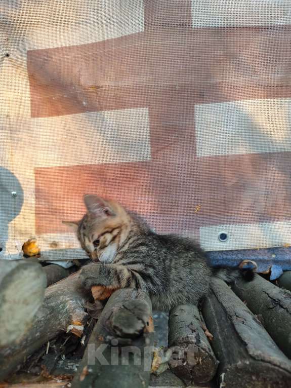 Кошки в других городах Орловской области: Отдам в добрые руки  Девочка, Бесплатно - фото 3
