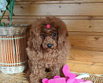 Собаки в Долгопрудном: Той пуделя щенок  красная девочка ДЖЕНТЛИ БОРН ГЕРМИОНА Девочка, 150 000 руб. - фото 1