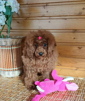 Той пуделя щенок  красная девочка ДЖЕНТЛИ БОРН ГЕРМИОНА