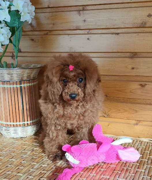 Собаки в Долгопрудном: Той пуделя щенок  красная девочка ДЖЕНТЛИ БОРН ГЕРМИОНА Девочка, 150 000 руб. - фото 1