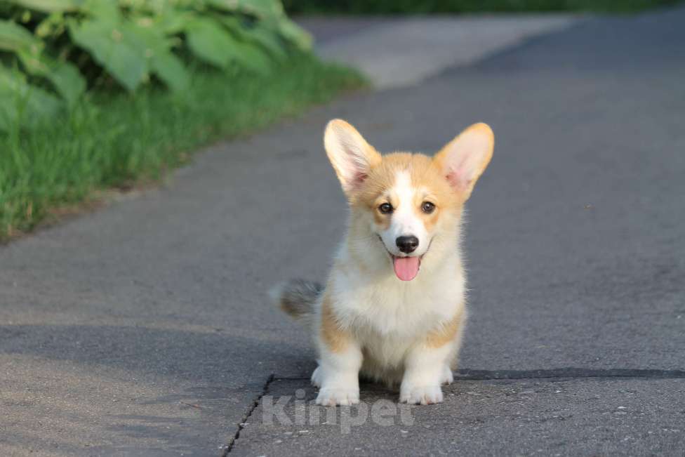 Собаки в Одинцово: Вельш Корги Пемброк Девочка, 60 000 руб. - фото 1