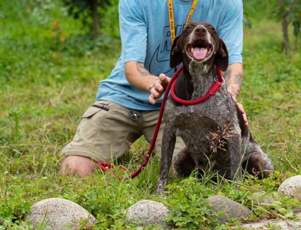 Собаки в Москве: Курцхаар Лея ищет дом! Девочка, Бесплатно - фото 3
