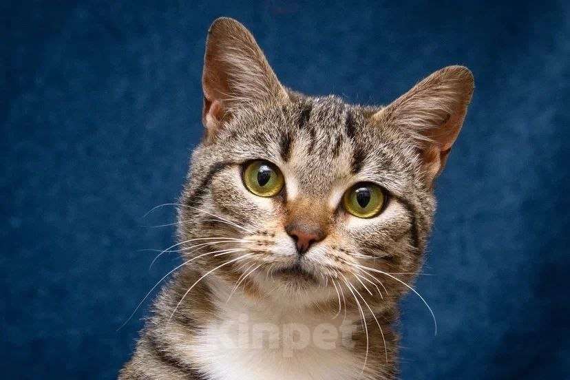 Кошки в Москве: Хвостатый источник позитива: Мирра ждет тебя Девочка, Бесплатно - фото 9