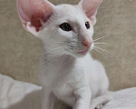 Кошки в Набережных Челнах: Ориентальные котята Девочка, Бесплатно - фото 8