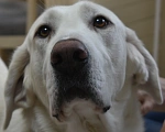 Собаки в Раменском: Норд, ~2 года, ищет семью! Мальчик, Бесплатно - фото 8