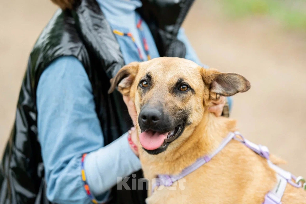 Собаки в Москве: Собака в дар Девочка, Бесплатно - фото 9