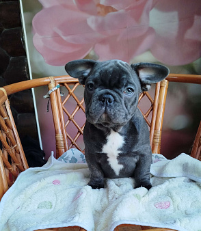 Милый щенок французского бульдога.