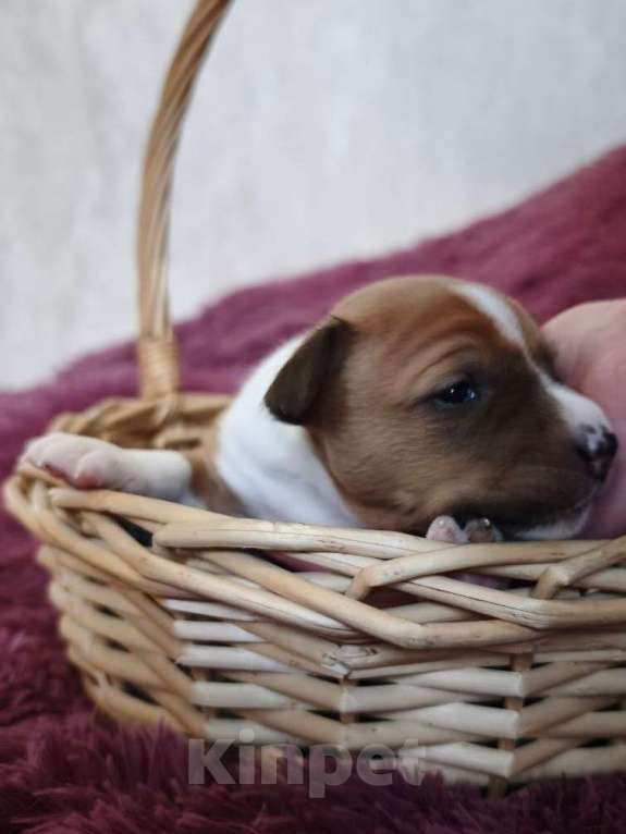 Собаки в Санкт-Петербурге: Щенки басенджи Мальчик, 75 000 руб. - фото 5