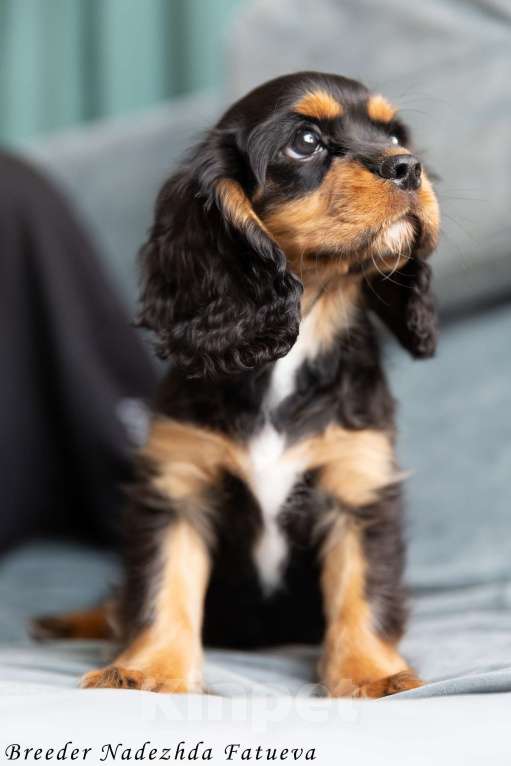 Собаки в Рязани: Щенки Кавалер Кинг Чарльз спаниеля Мальчик, Бесплатно - фото 7