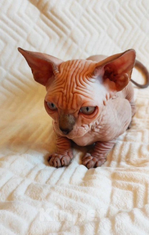 Кошки в Москве: Котёнок канадского сфинкса Мальчик, 35 000 руб. - фото 4