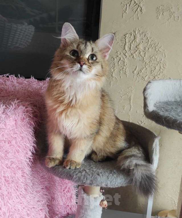 Кошки в Новосибирске: Wesnushka Девочка, 65 000 руб. - фото 6