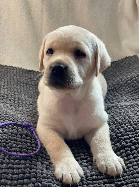 Собаки в Санкт-Петербурге: Палевые щенки Лабрадора-Ретривера  Мальчик, 19 000 руб. - фото 4