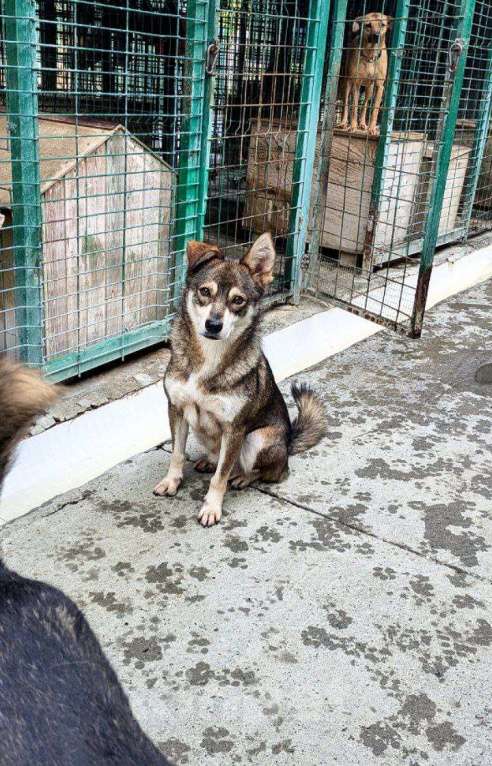Собаки в других городах Краснодарского края: Турбо полностью готов быть домашним Мальчик, Бесплатно - фото 7
