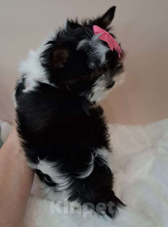 Собаки в Москве: Мини девочка Бивер  Девочка, 115 000 руб. - фото 2