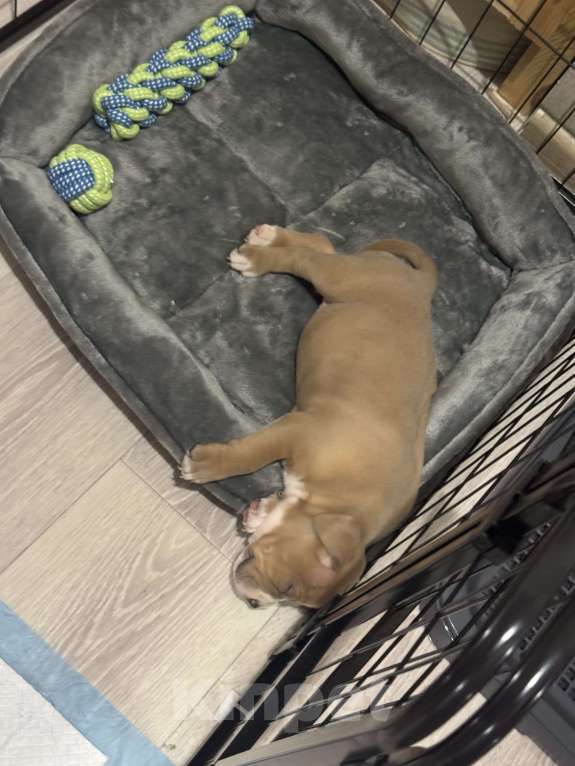 Собаки в Туле: Американский стаффордширский терьер Девочка, 55 000 руб. - фото 2