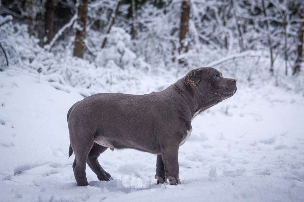 Собаки в других городах Московской области: Американский булли Мальчик, 130 000 руб. - фото 2